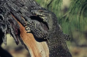 Varanus: Lace Monitor