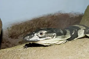 Varanus: Lace monitor