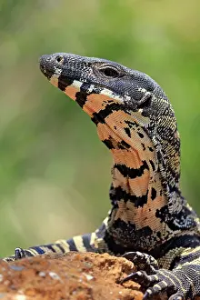 Lofty: Lace monitor a