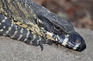 Monitors: Lace Monitor. Australia