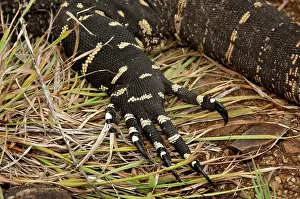 Goanna: Lace Monitor - foraging using sharp claws for digging out pr