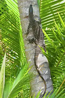 Goanna: Lace Monitor / Goanna - adult climbing up the trunk