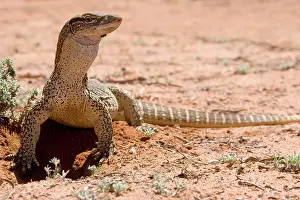 Goanna: Lace Monitor / Goanna - front view