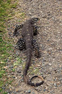 Goanna: Lace Monitor - hunting