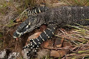 Goanna: Lace Monitor - hunting in rocky outcrop