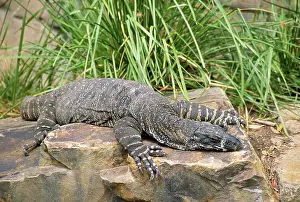 Varius: Lace Monitor Lizard