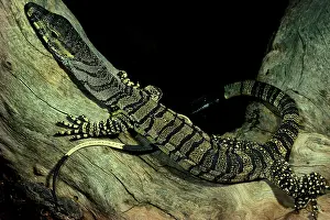 Monitors: Lace monitor lizard