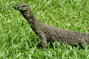 Goanna: Lace Monitor Lizard