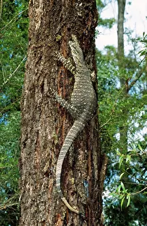 Varius: Lace Monitor Lizard - up a tree