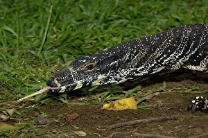 Nightcap: Lace Monitor - Terania Creek in Nightcap National Park - in