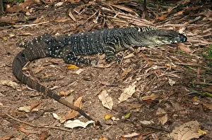 Nightcap: Lace Monitor - Terania Creek in Nightcap National Park - in