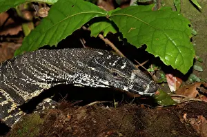 Nightcap: Lace Monitor - Terania Creek in Nightcap National Park - in