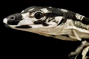 Lizards: Lace monitor (Varanus varius), on black background