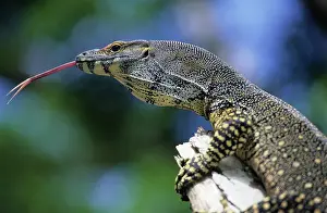 Varanidae: Lace Monitor (Varanus varius), tongue out