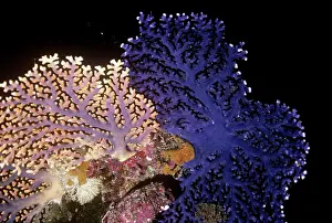 Violacea: Lace / Stinging Coral