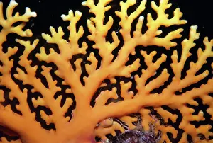 Hydroid: Lace / Stinging Hydroid Coral - dangerous
