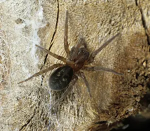 Amaurobius: Lace web spider