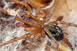 Webbed: Lace-webbed Spider