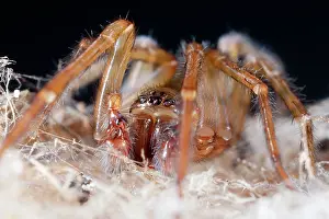 Webbed: Lace-webbed Spider