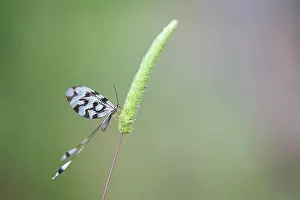 Sinuata: Lace-wing Butterfly