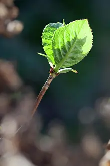 Opening: Lacecap hydrangea, Hydrangea macrophylla, Side view