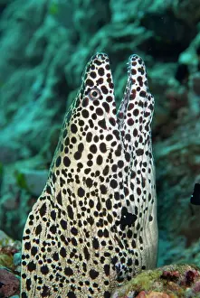 Damselfish: Laced moray (Gymnothorax favagineus) adult, close-up