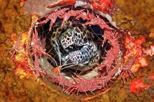 Prawn: Laced moray ( Gymnothorax favagineus) surrounded
