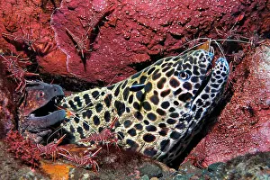 Prawn: Laced moray ( Gymnothorax favagineus) and yellow-spotted