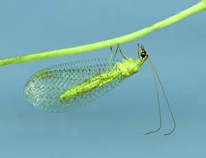 Control: Lacewing