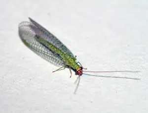 Control: Lacewing