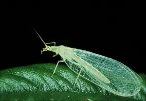 Lacewings: LACEWING - an aphid predator