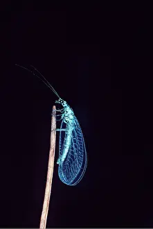 Lacewings: LACEWING - Aphid predator