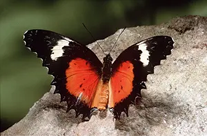 Pascal Goetgheluck: LACEWING BUTTERFLY - ON ROCK