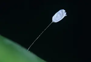 Attached: Lacewing (Chrysoperla carnea) egg