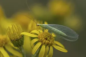 Toxic: Lacewing (Chrysoperla carnea) on ragwort (Senecio jacobaea)
