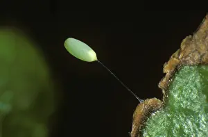 Micrograph: Lacewing egg