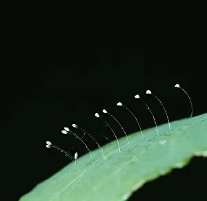Lacewings: Lacewing Eggs