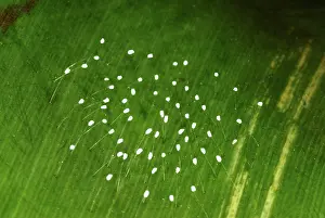 Winged: Lacewing Eggs