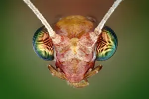 Studio Background: Lacewing head (Chrysoperla carnea)