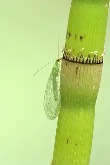 Lacewings: Lacewing - On Horsetail Stem