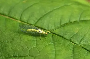 Allindelille: Lacewing (Hypochrysa elegans) resting on leaf. Allindelille