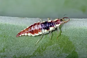 Larvae: Lacewing Larva