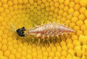 Lacewings: Lacewing Larva - feeding on fly prey