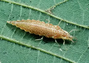 Lacewings: Lacewing Larvae