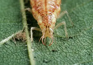 Mouthparts: Lacewing Larvae - piercing mouthparts