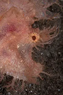 Flores: Lacey Scorpionfish