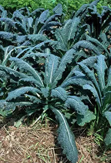 Leafy: Lacinato Kale