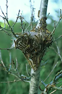 Webbing: Lackey moth caterpillars