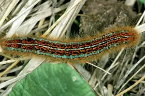 Lackey: Lackey Moth - Larvae / caterpillar