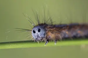 Rush: Lackey Moth (Malacosoma neustria) caterpillar o